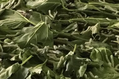 シルクを生み出すカイコの秘密を徹底解説！繭から生まれる驚きの科学と未来の可能性